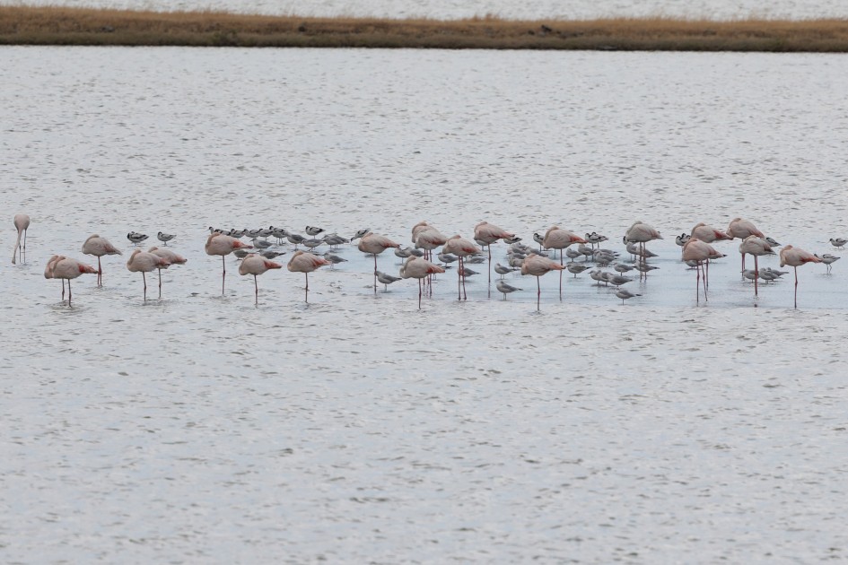 Flamingoes- Avocets And Slender-billed Gulls, 1/640 sec, f/7.1, 500 mm, ISO 100