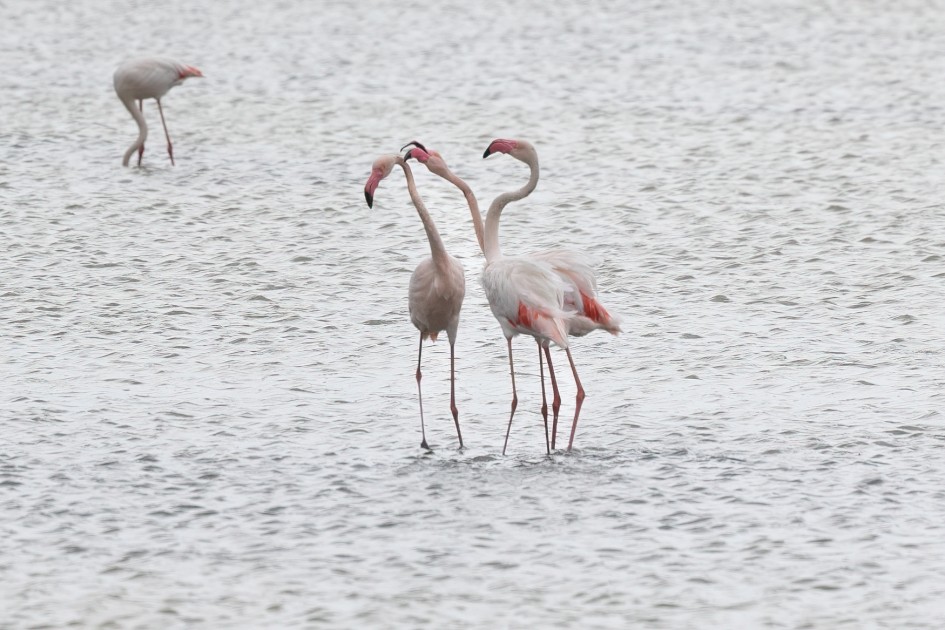 Flamingoes , 1/640 sec, f/7.1, 500 mm, ISO 200