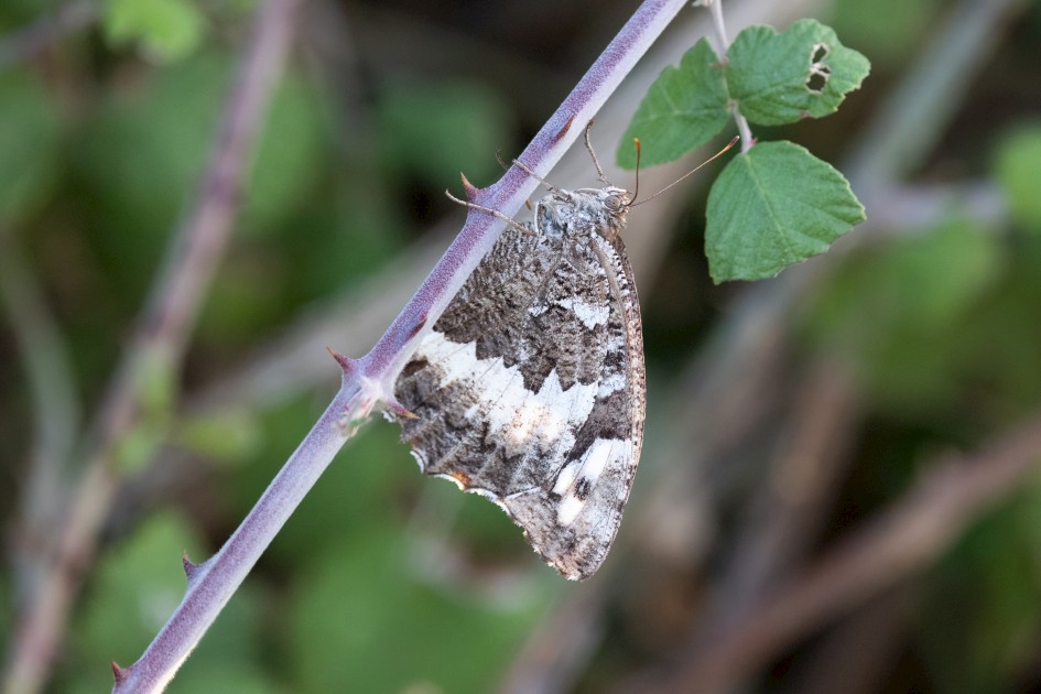 Great Banded Grayling, 1/500 sec, f/7.1, 500 mm, ISO 4000