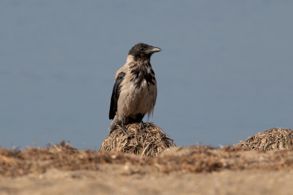 Hooded Crow, 1/500 sec, f/7.1, 500 mm, ISO 125