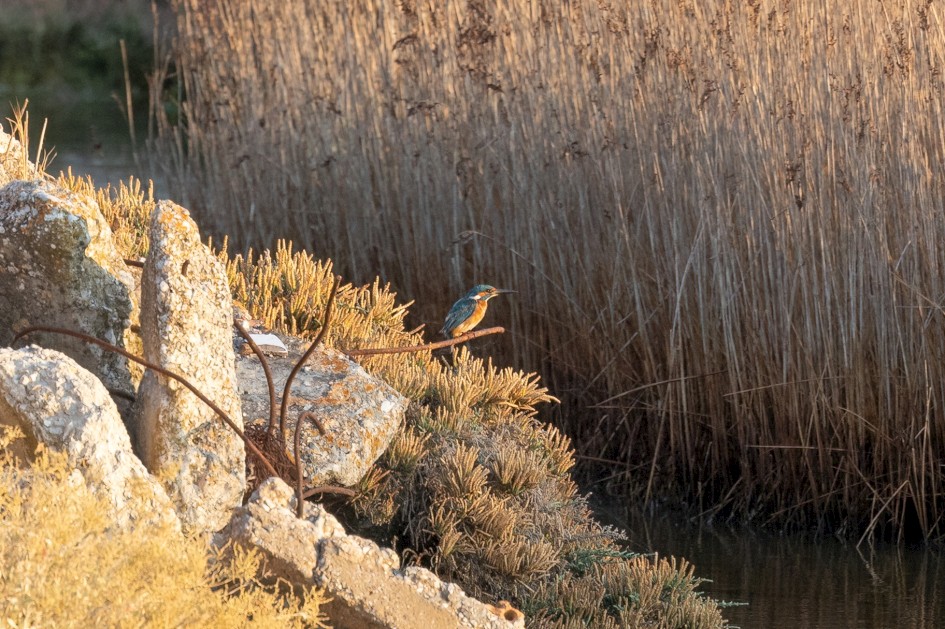 Kingfisher, 1/500 sec, f/7.1, 500 mm, ISO 1250