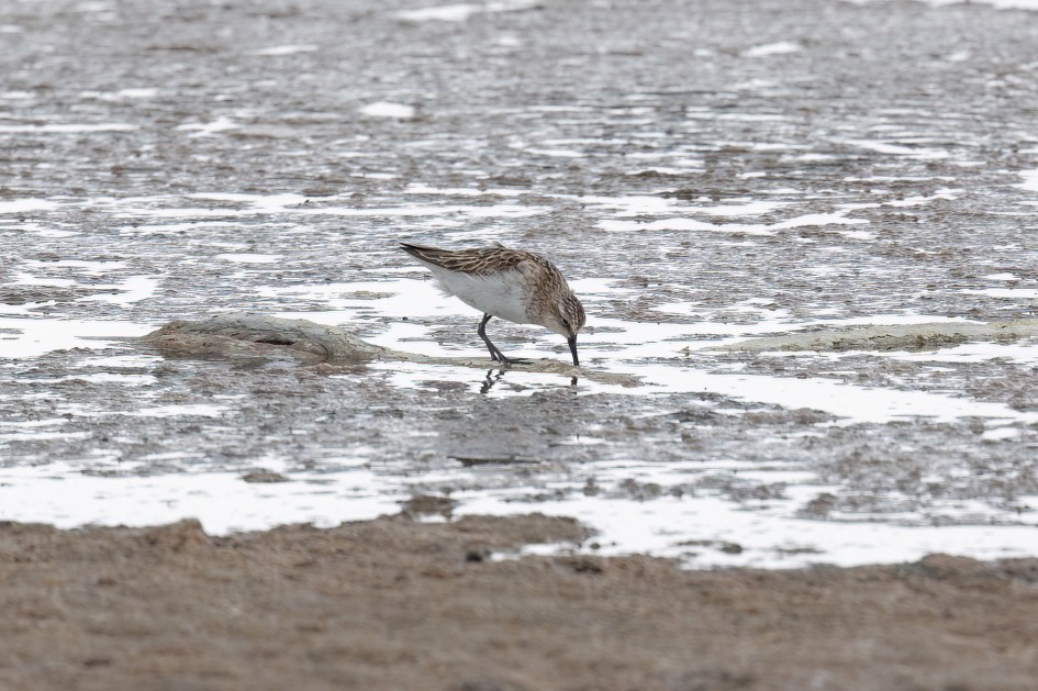 Little Stint , 1/500 sec, f/7.1, 500 mm, ISO 400
