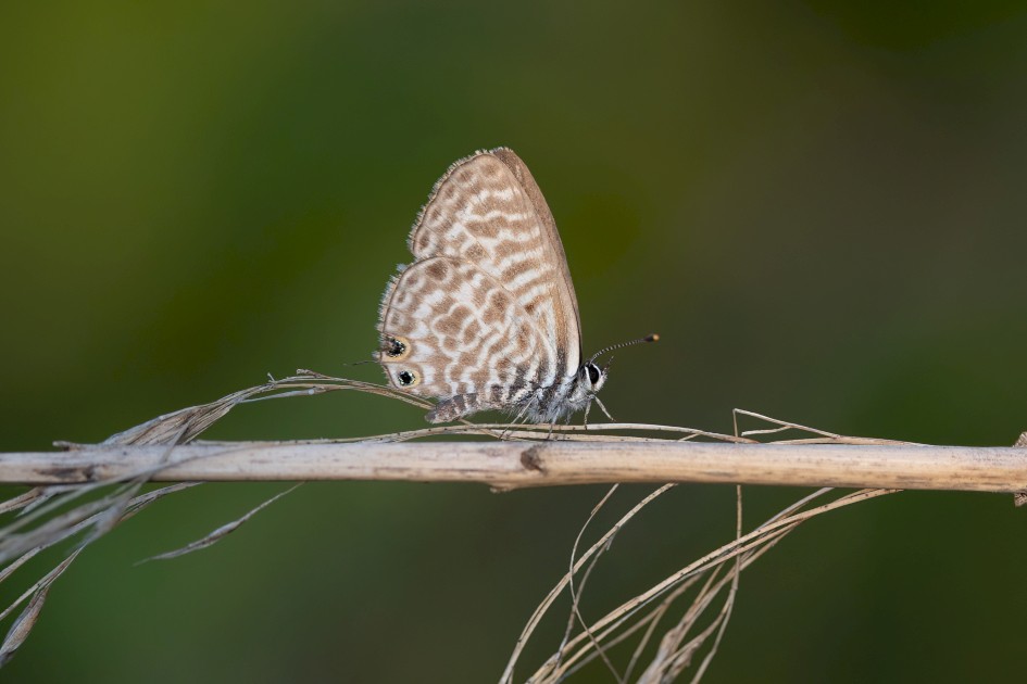 Long-tailed Blue, 1/500 sec, f/7.1, 500 mm, ISO 640