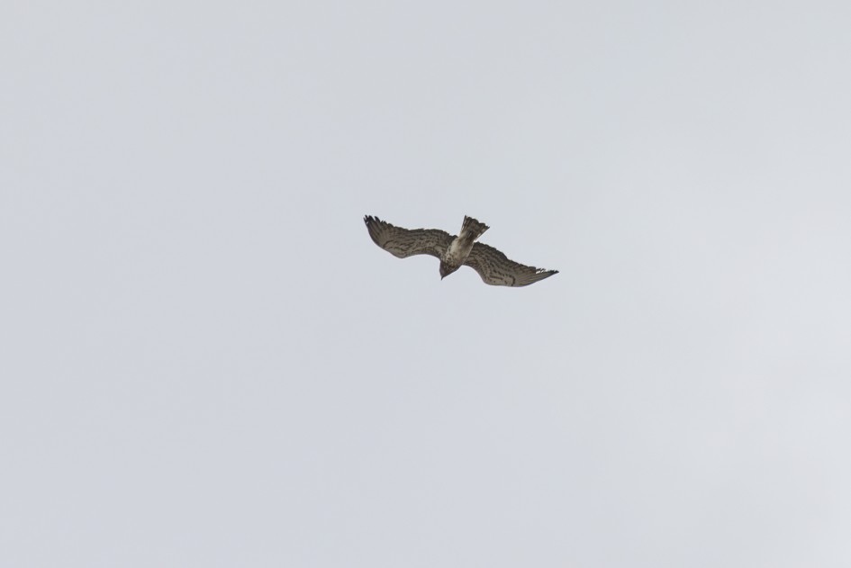 Short-toed Eagle, 1/640 sec, f/7.1, 500 mm, ISO 160