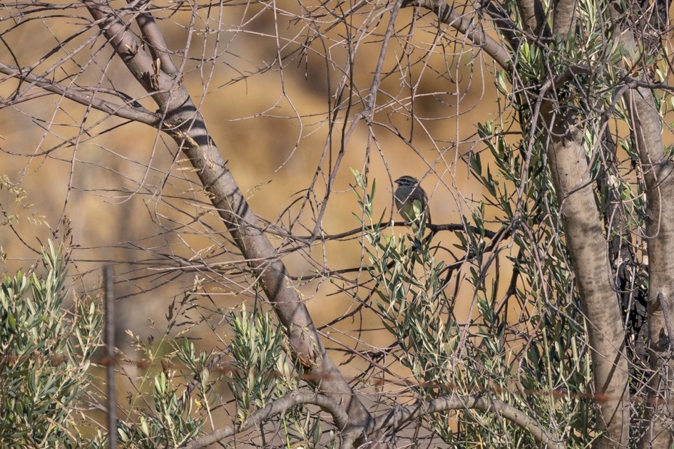 Cirl Bunting, 1/640 sec, f/7.1, 500 mm, ISO 160