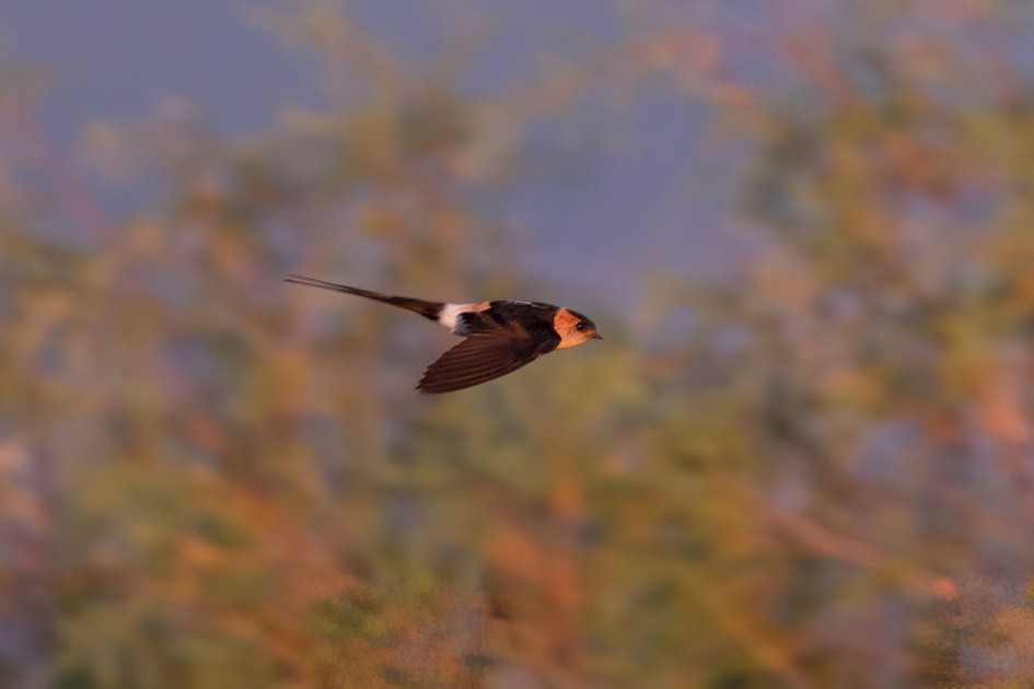 Red-rumped Swallow, 1/500 sec, f/7.1, 500 mm, ISO 640
