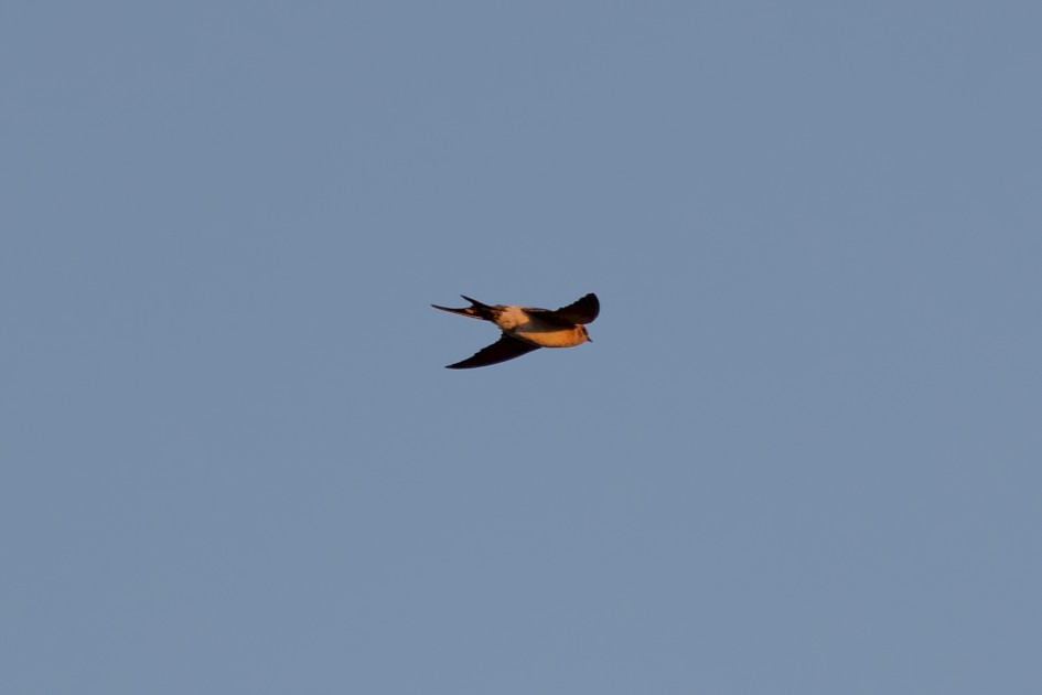 Red-rumped Swallow , 1/500 sec, f/7.1, 500 mm, ISO 320