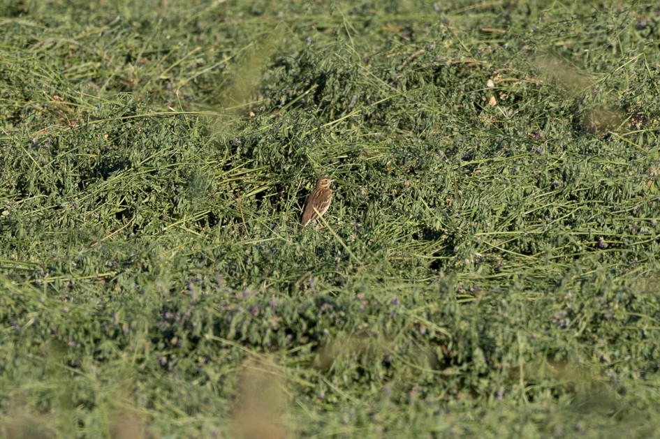 Red-throated Pipit, 1/640 sec, f/7.1, 500 mm, ISO 250