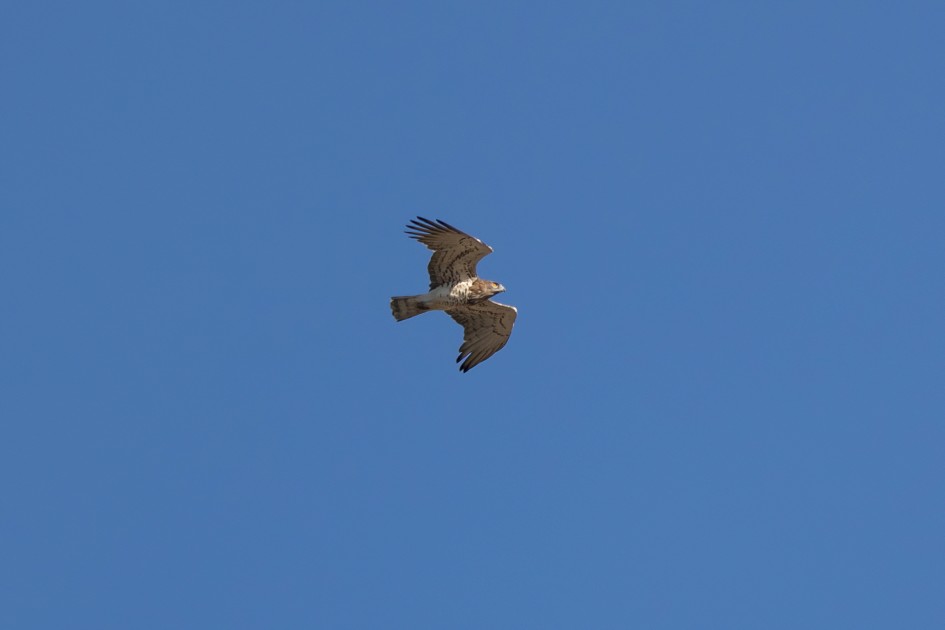 Short-toed Eagle, 1/640 sec, f/7.1, 500 mm, ISO 200