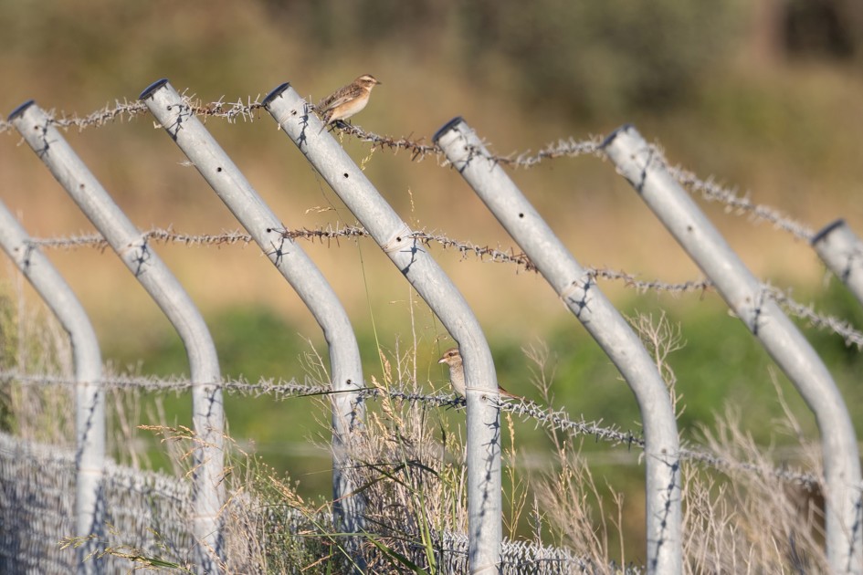 Whinchat And Red-backed Shrike, 1/640 sec, f/7.1, 500 mm, ISO 200