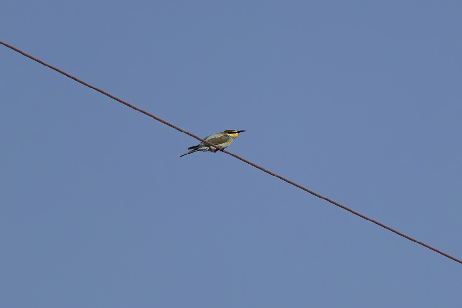Bee-eater, 1/640 sec, f/7.1, 500 mm, ISO 100