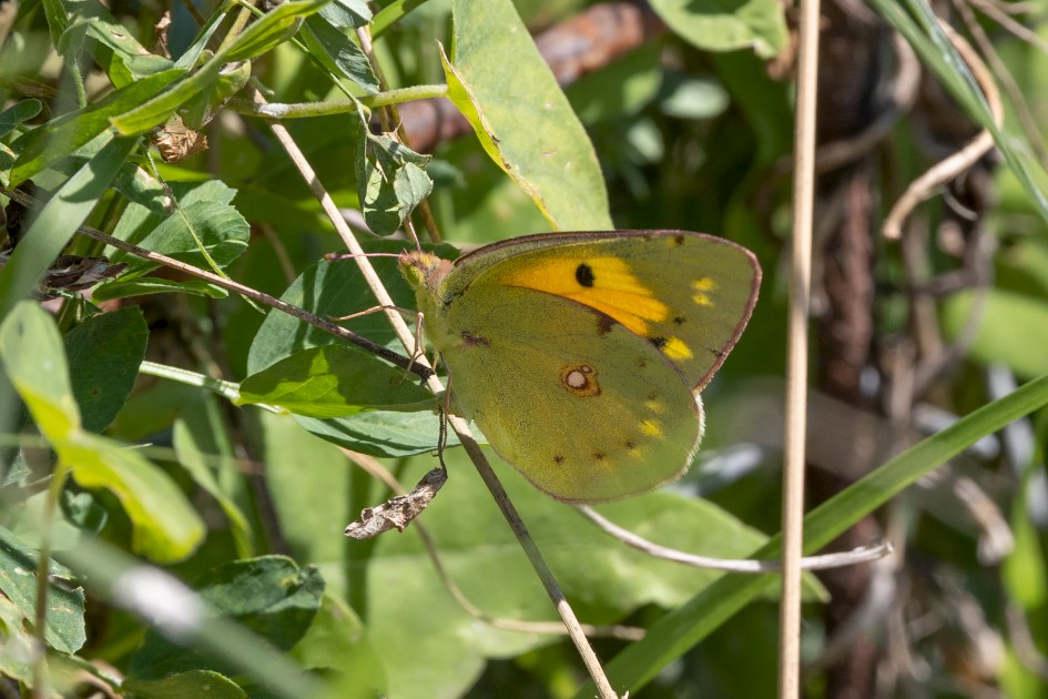 Clouded Yellow-t-enhance, 1/500 sec, f/14.0, 500 mm, ISO 800