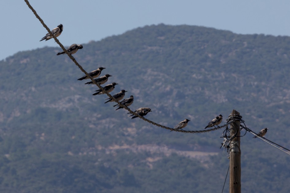 Hooded Crows, 1/640 sec, f/14.0, 500 mm, ISO 500
