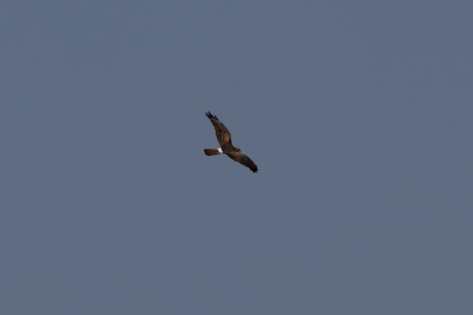 Montagus Harrier-, 1/640 sec, f/14.0, 500 mm, ISO 250
