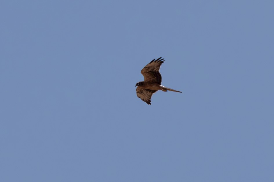 Montagus Harrier-, 1/500 sec, f/14.0, 500 mm, ISO 200