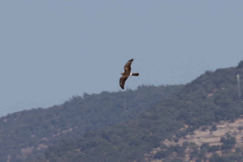 Montagus Harrier, 1/640 sec, f/14.0, 500 mm, ISO 400
