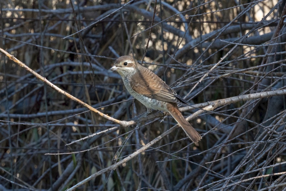 Red-backed Shrike-, 1/500 sec, f/14.0, 500 mm, ISO 2500
