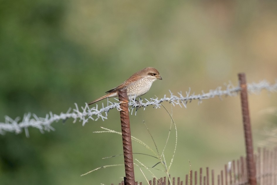 Red-backed Shrike, 1/500 sec, f/7.1, 500 mm, ISO 160
