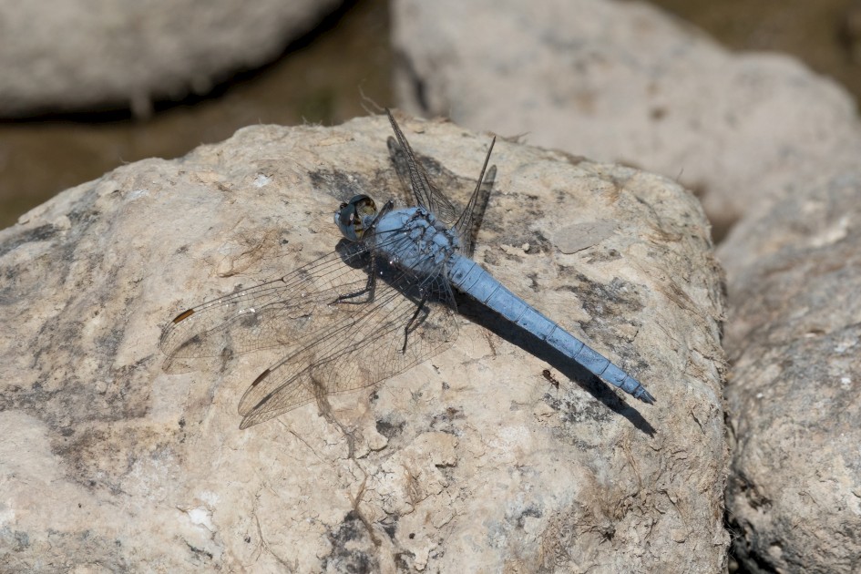 Skimmer, 1/500 sec, f/14.0, 500 mm, ISO 200