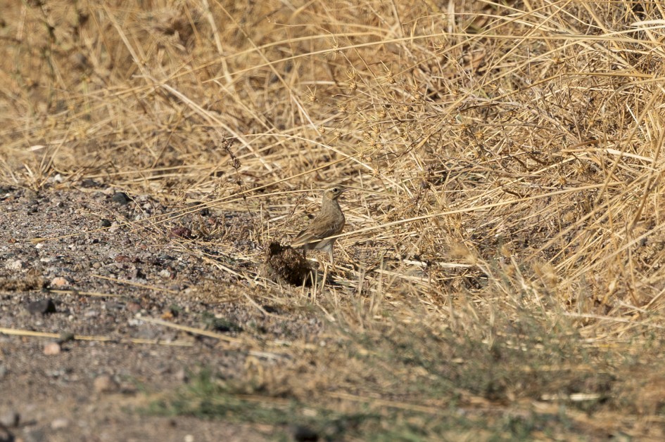 Tawny Pipit , 1/500 sec, f/7.1, 500 mm, ISO 100