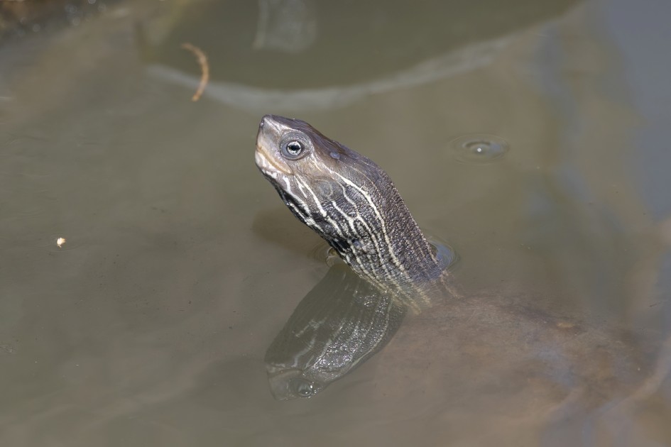 Terrapin, 1/500 sec, f/7.1, 472 mm, ISO 200