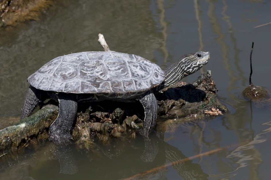 Terrapin , 1/500 sec, f/14.0, 500 mm, ISO 500