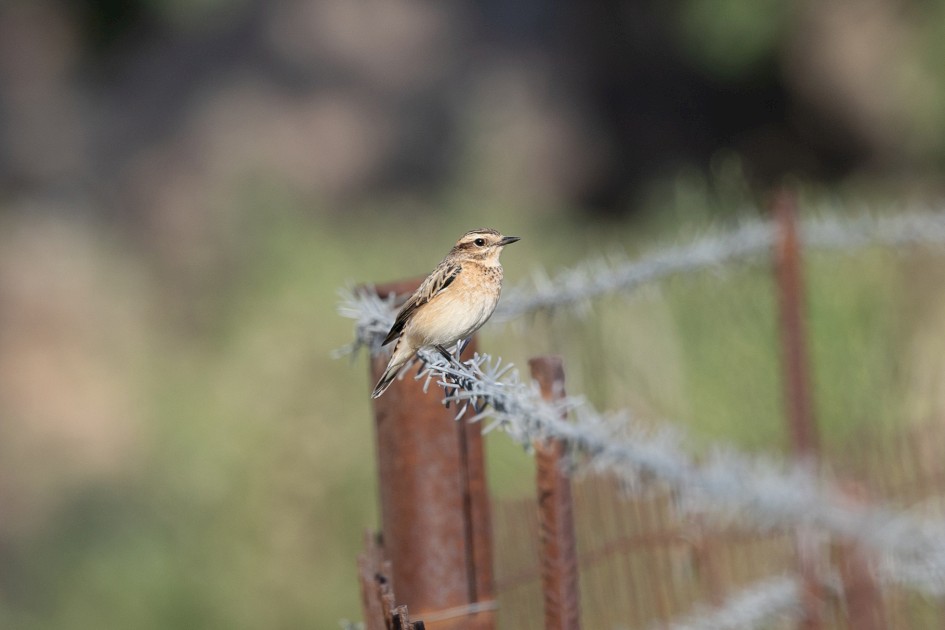 Whinchat, 1/500 sec, f/7.1, 500 mm, ISO 160