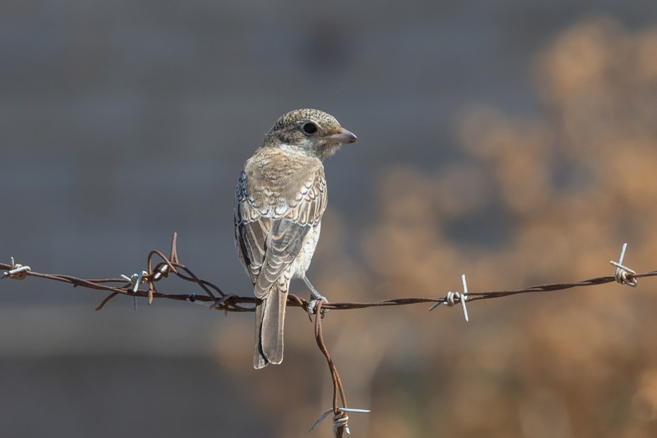 Woodchat Shrike, 1/640 sec, f/14.0, 500 mm, ISO 800