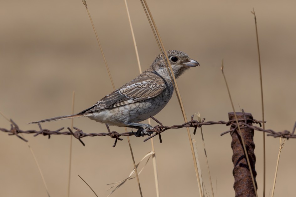 Woodchat Shrike , 1/640 sec, f/14.0, 500 mm, ISO 320