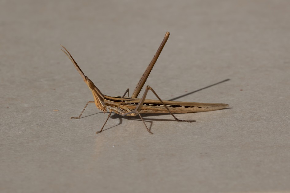 Acrida Ungarica, 1/500 sec, f/14.0, 472 mm, ISO 160