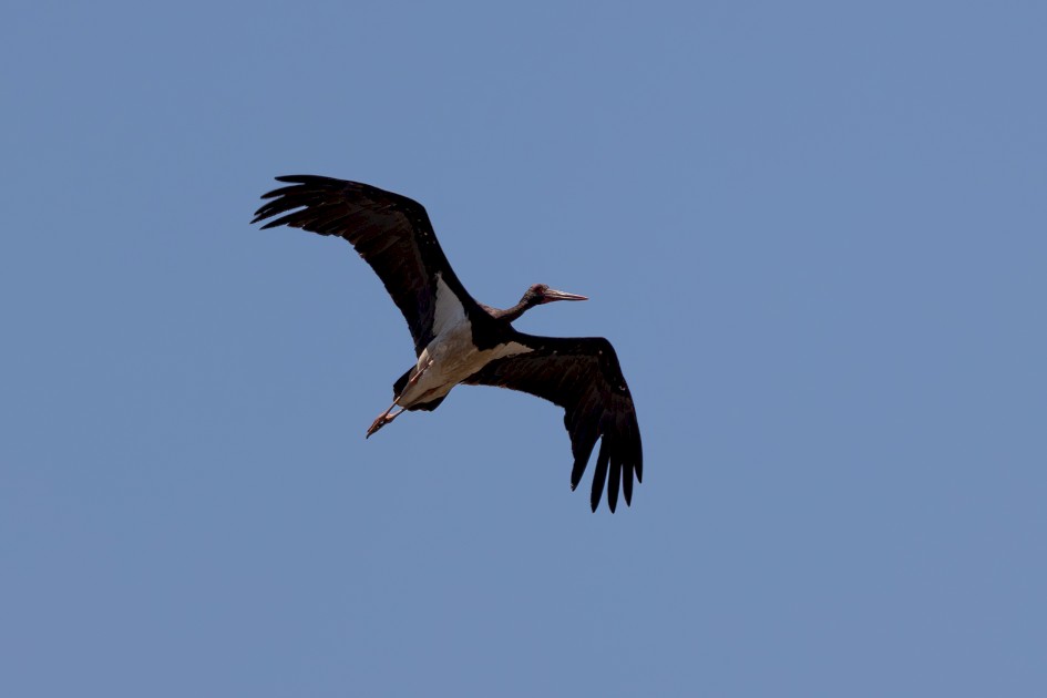 Black Stork, 1/800 sec, f/7.1, 500 mm, ISO 100