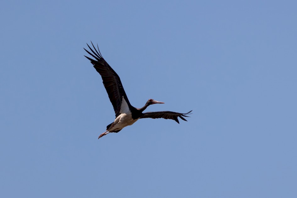 Black Stork , 1/800 sec, f/7.1, 500 mm, ISO 100