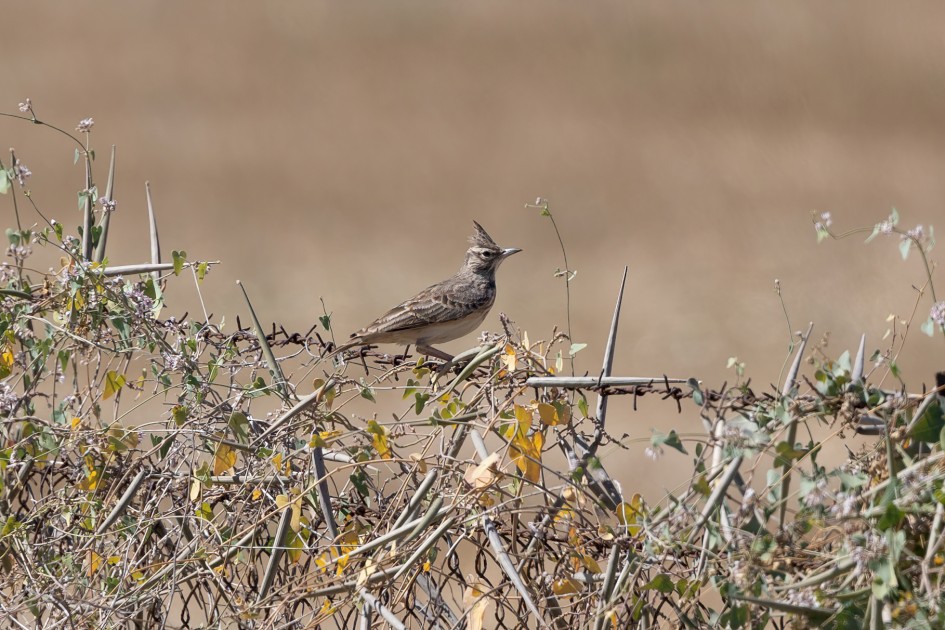 Crested Lark, 1/500 sec, f/7.1, 500 mm, ISO 125