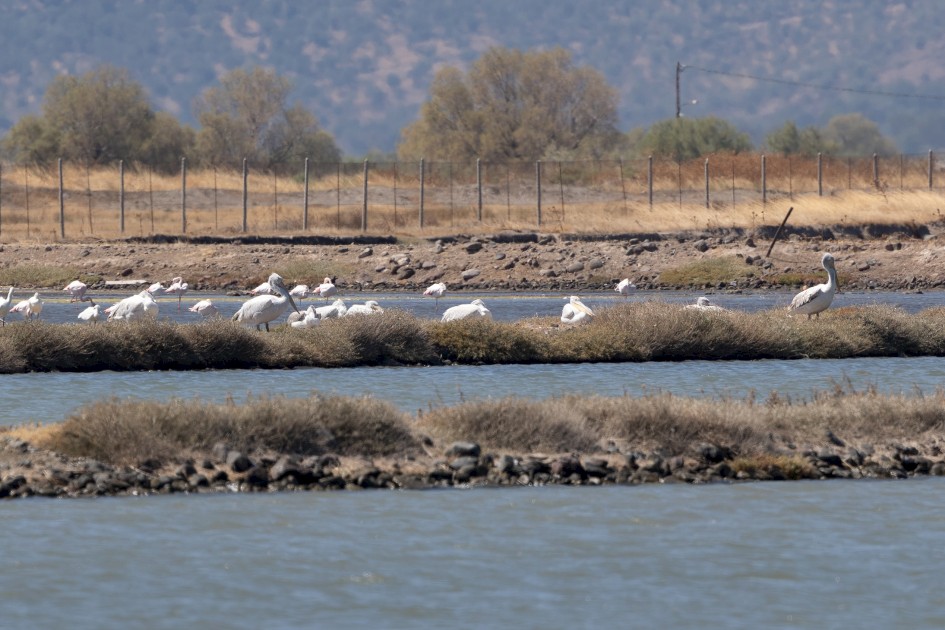 Dalmation Pelicans, 1/640 sec, f/7.1, 500 mm, ISO 125