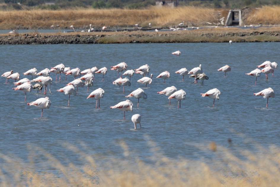 Flamingoes, 1/500 sec, f/13.0, 500 mm, ISO 320