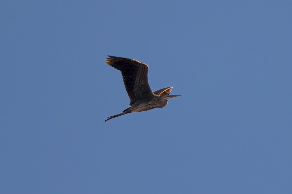 Purple Heron-, 1/500 sec, f/7.1, 500 mm, ISO 320