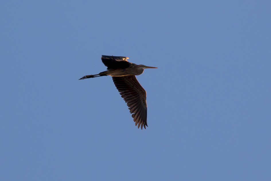 Purple Heron-, 1/500 sec, f/7.1, 500 mm, ISO 320
