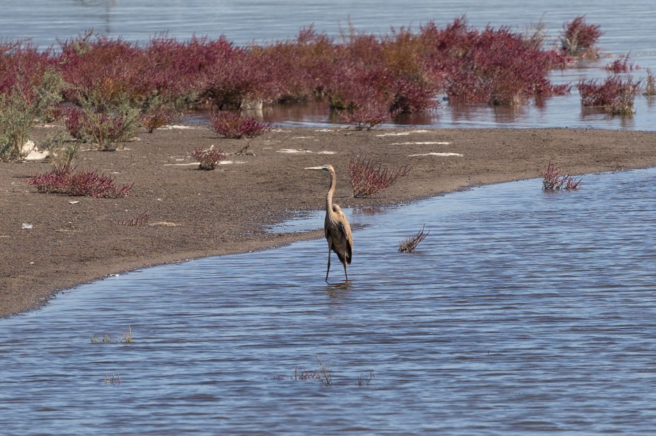 Purple Heron-, 1/640 sec, f/7.1, 500 mm, ISO 160