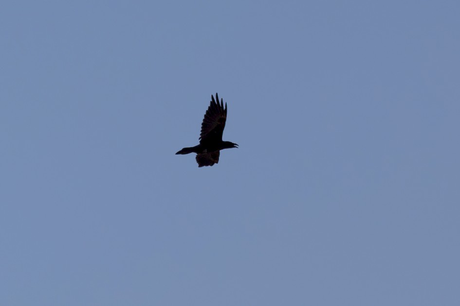 Raven, 1/640 sec, f/7.1, 500 mm, ISO 100