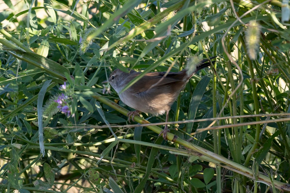 Cettis Warbler, 1/640 sec, f/7.1, 500 mm, ISO 800