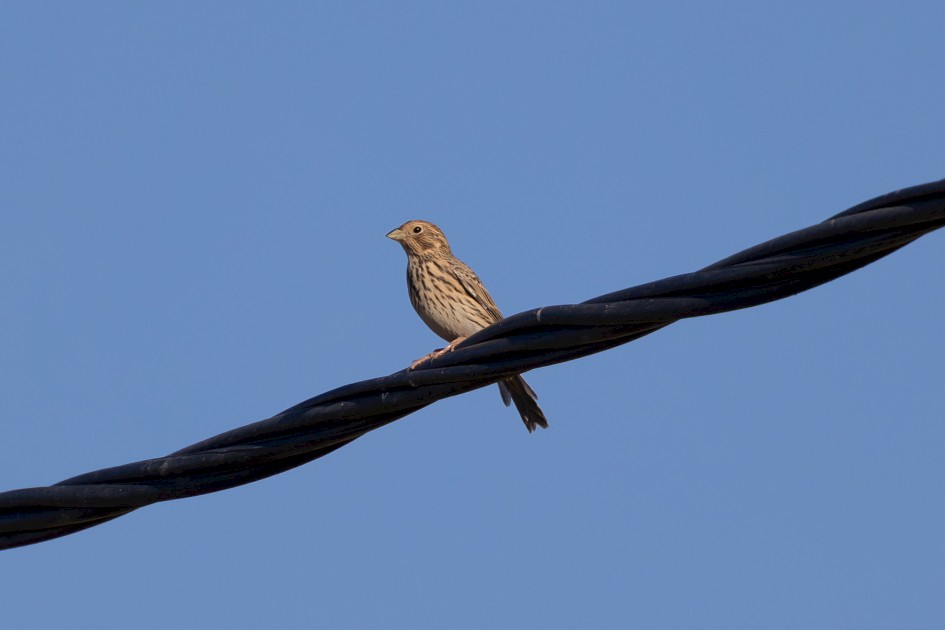Corn Bunting, 1/640 sec, f/7.1, 500 mm, ISO 100