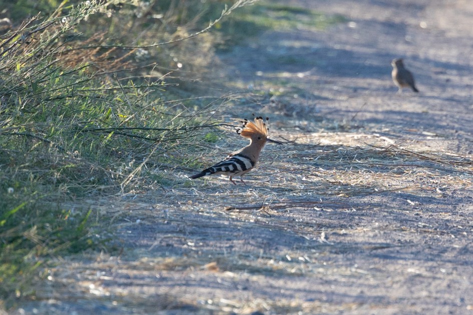Hoopoe-, 1/500 sec, f/7.1, 500 mm, ISO 400