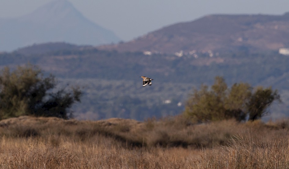 Hoopoe-, 1/640 sec, f/7.1, 500 mm, ISO 125