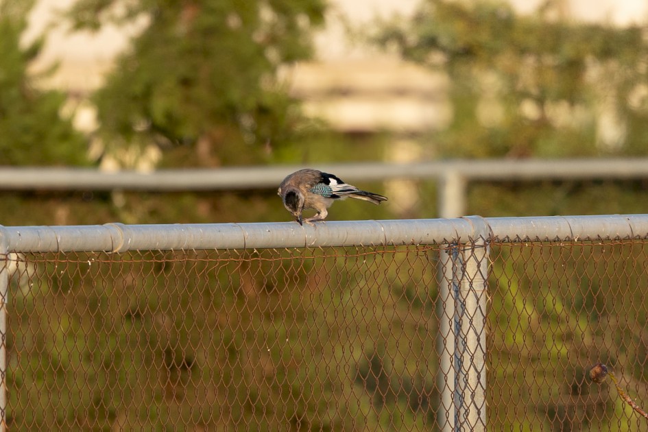 Jay, 1/500 sec, f/7.1, 500 mm, ISO 500