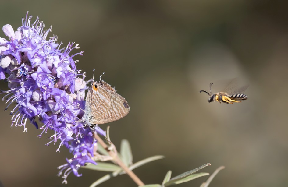 Long-tailed Blue And Wasp, 1/500 sec, f/7.1, 500 mm, ISO 250