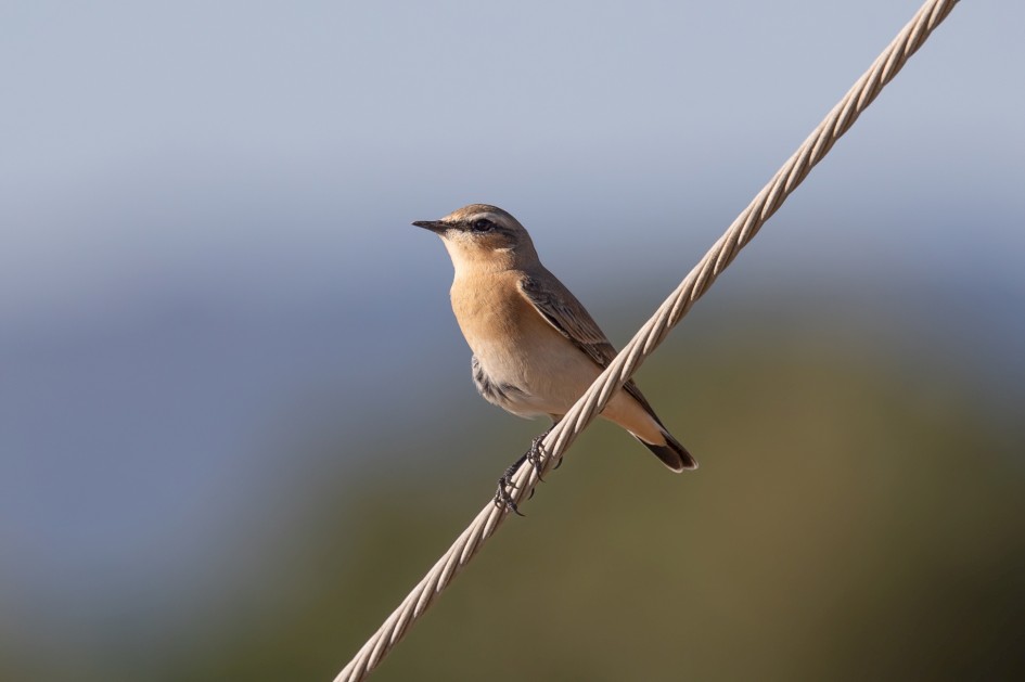 Northern Wheatear-, 1/500 sec, f/7.1, 500 mm, ISO 125