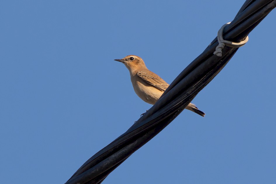 Northern Wheatear, 1/500 sec, f/7.1, 500 mm, ISO 160