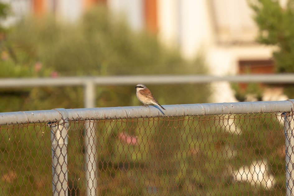 Red-backed Shrike-, 1/640 sec, f/7.1, 500 mm, ISO 500
