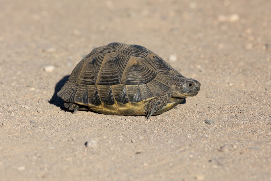 Spur-thighed Tortoise, 1/640 sec, f/11.0, 500 mm, ISO 320
