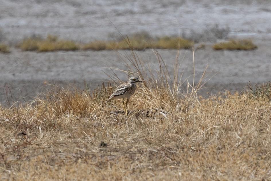 Stone-curlew, 1/500 sec, f/7.1, 500 mm, ISO 100